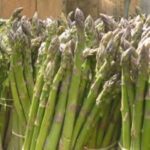 asperge d'argenteuil