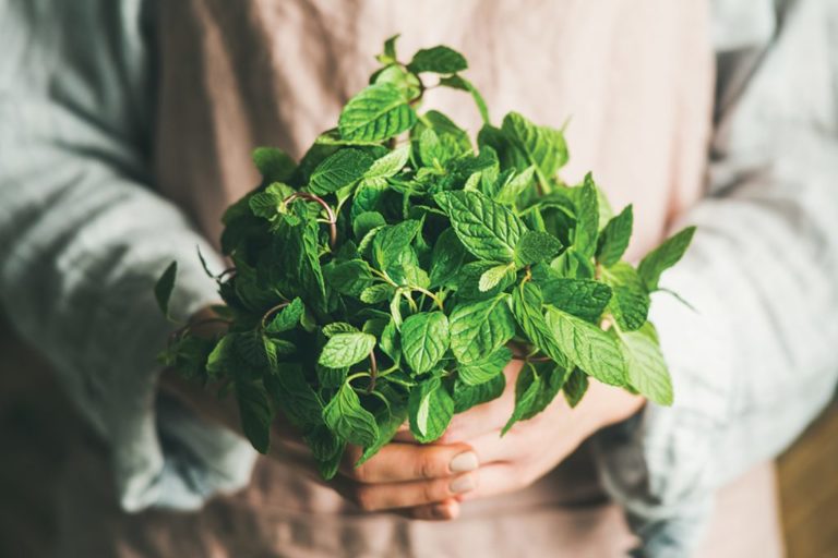 menthe fraiche du jardin