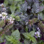 menthe spicata